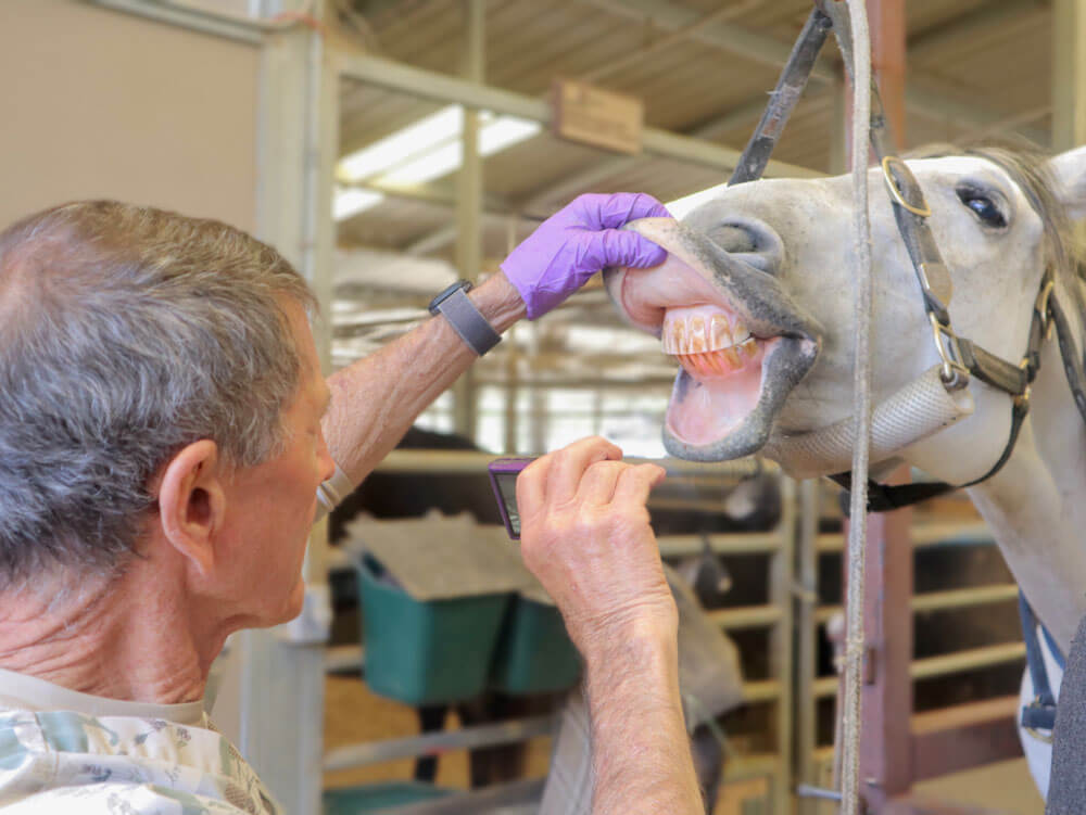 equine dental chart